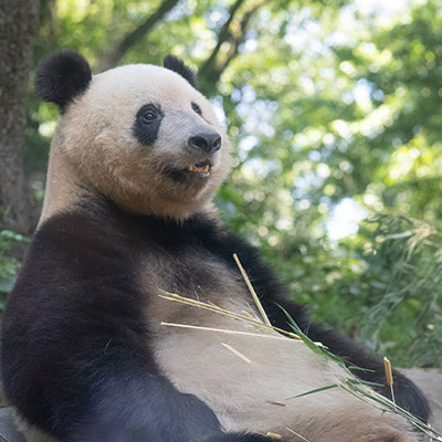 シャンシャン