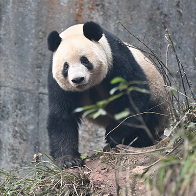 シャンシャン